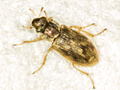 Helophorus minutus